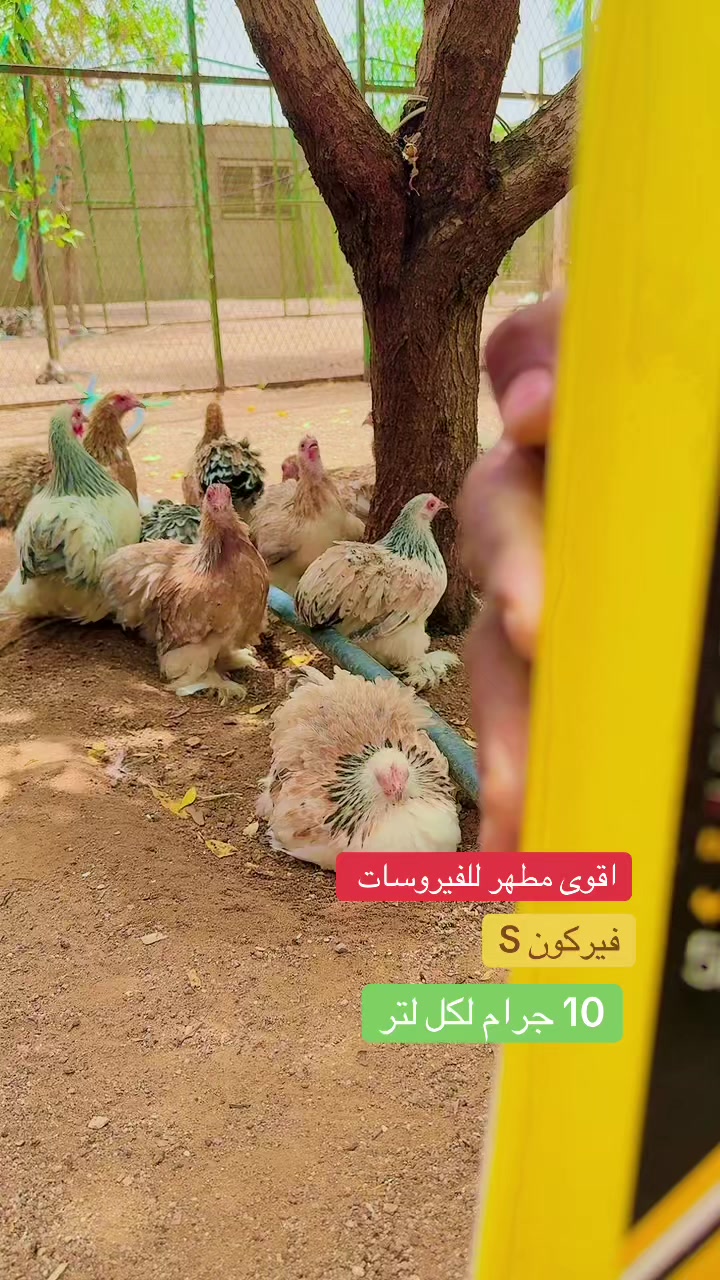 @نوادر الدجاج الزينه