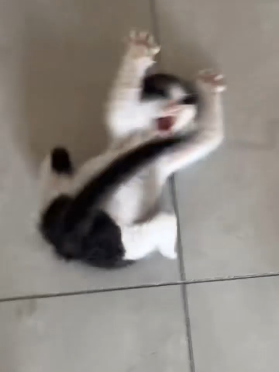 @Gatosetravessuras@10