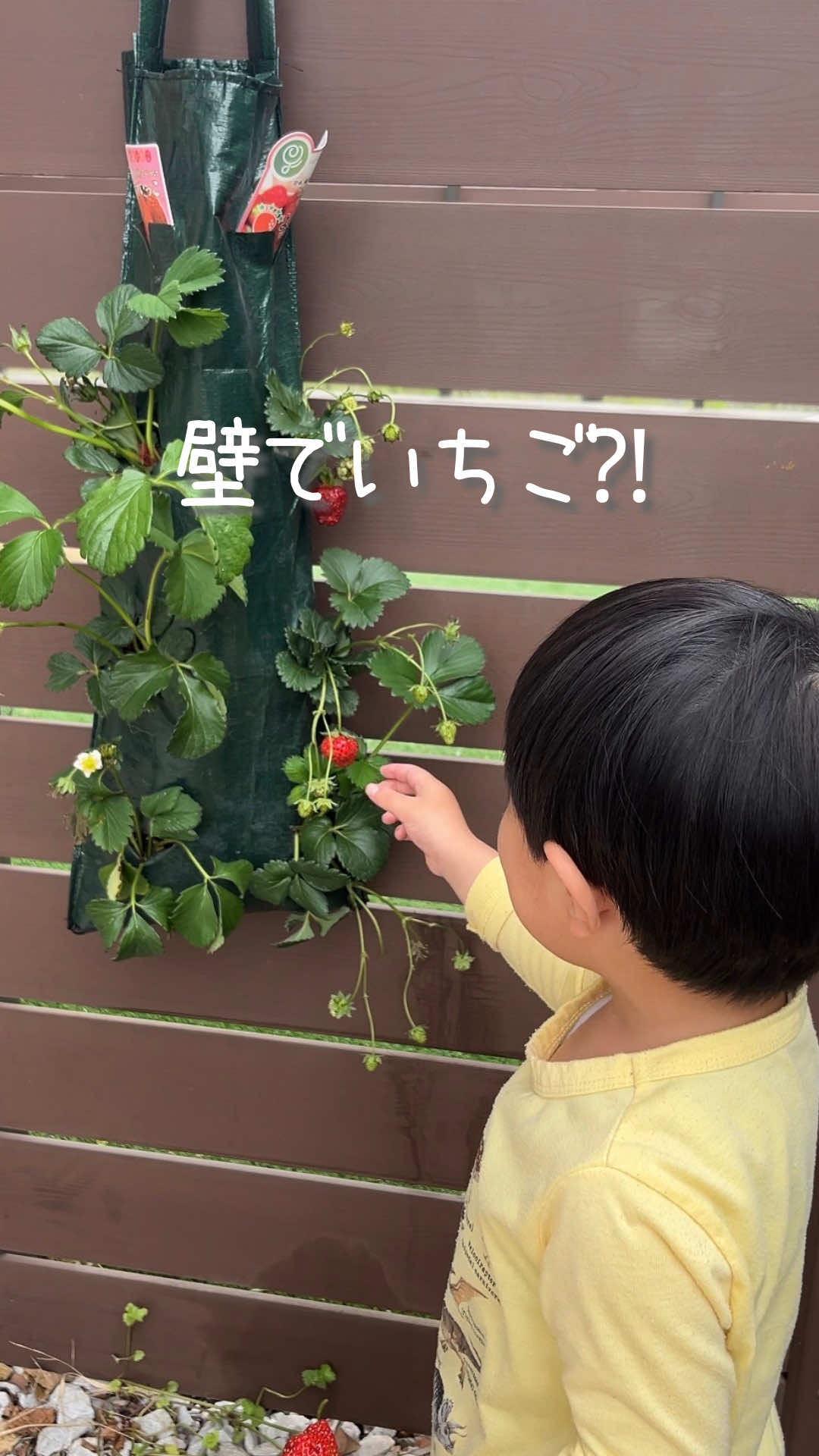 @はる|年間100種類の野菜を育てる3児のママ🍅