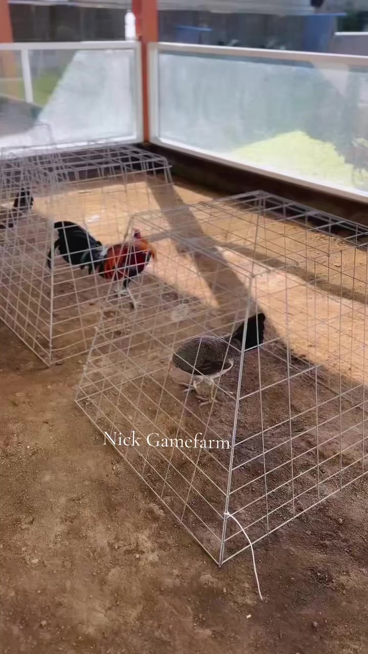 @NICK GAMEFARM