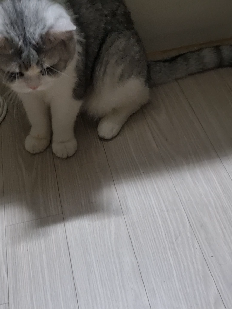 @고여사또치