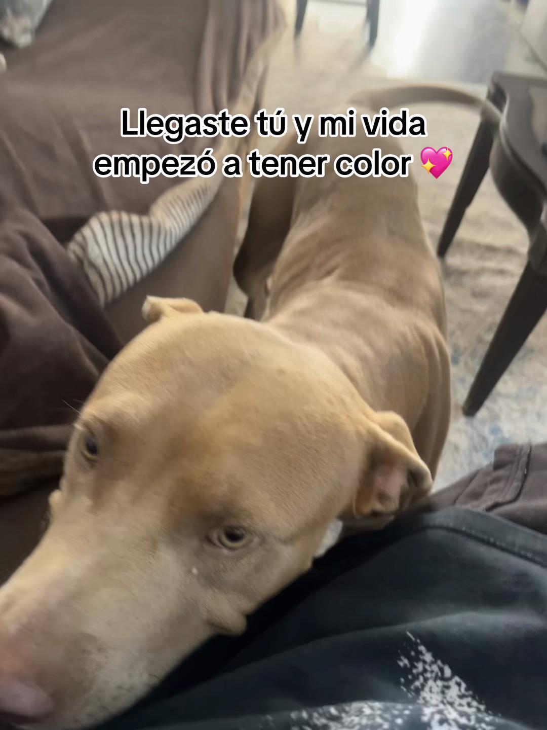 @Lopi