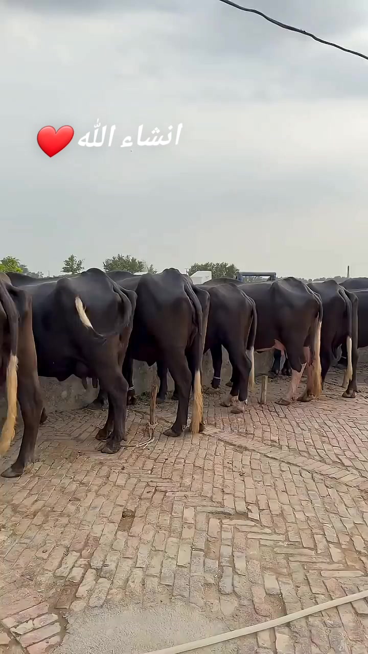 @GUJJAR DAIRY FARM