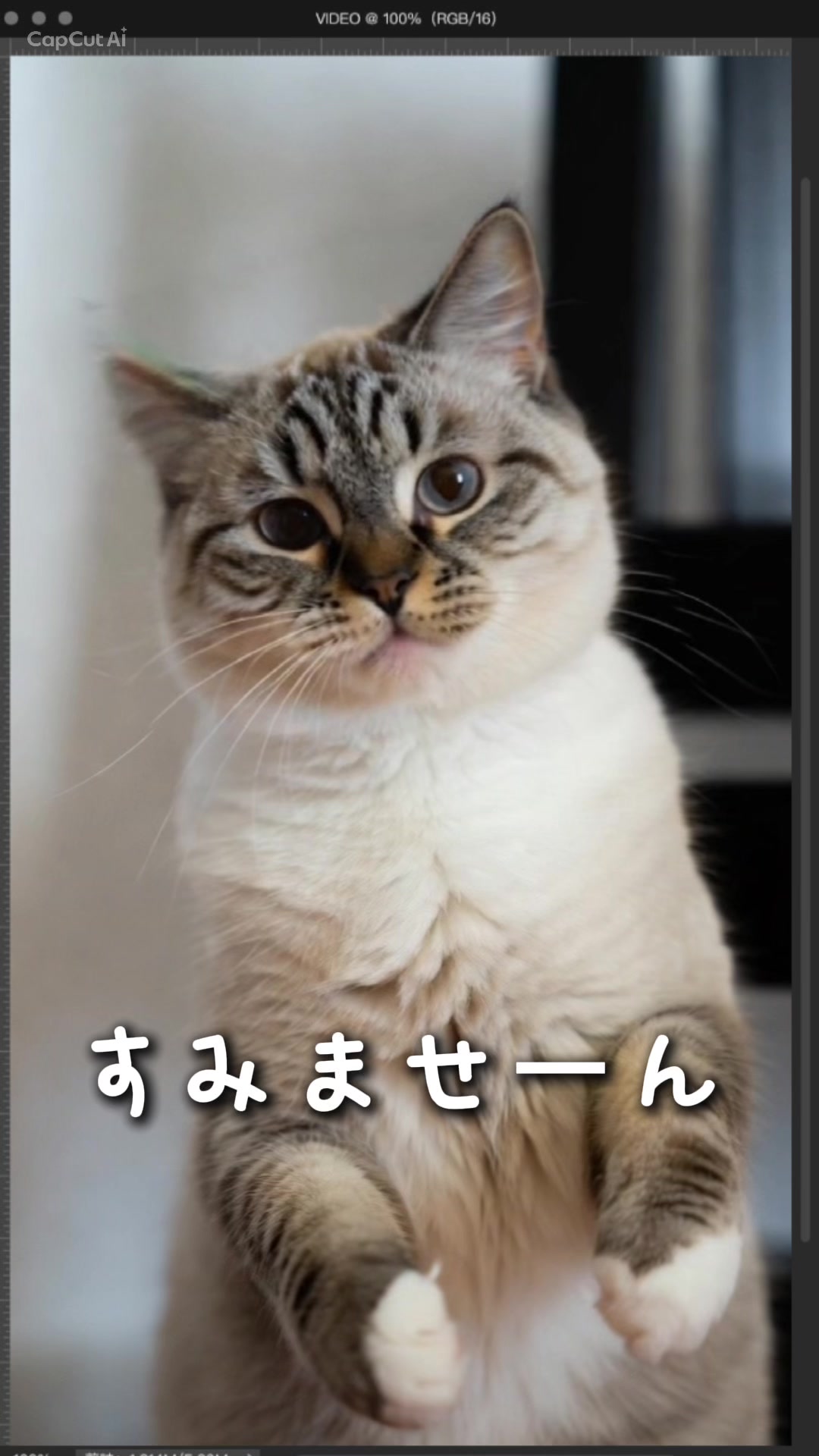 @にゃん玉