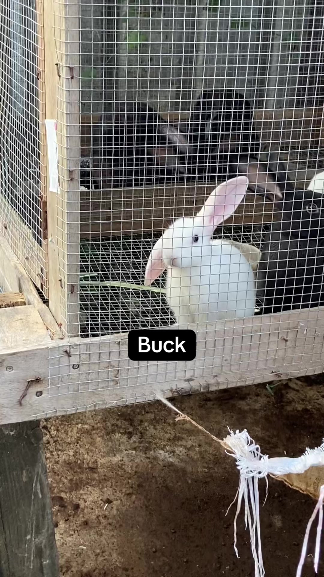 @HappyHoppersRabbitry