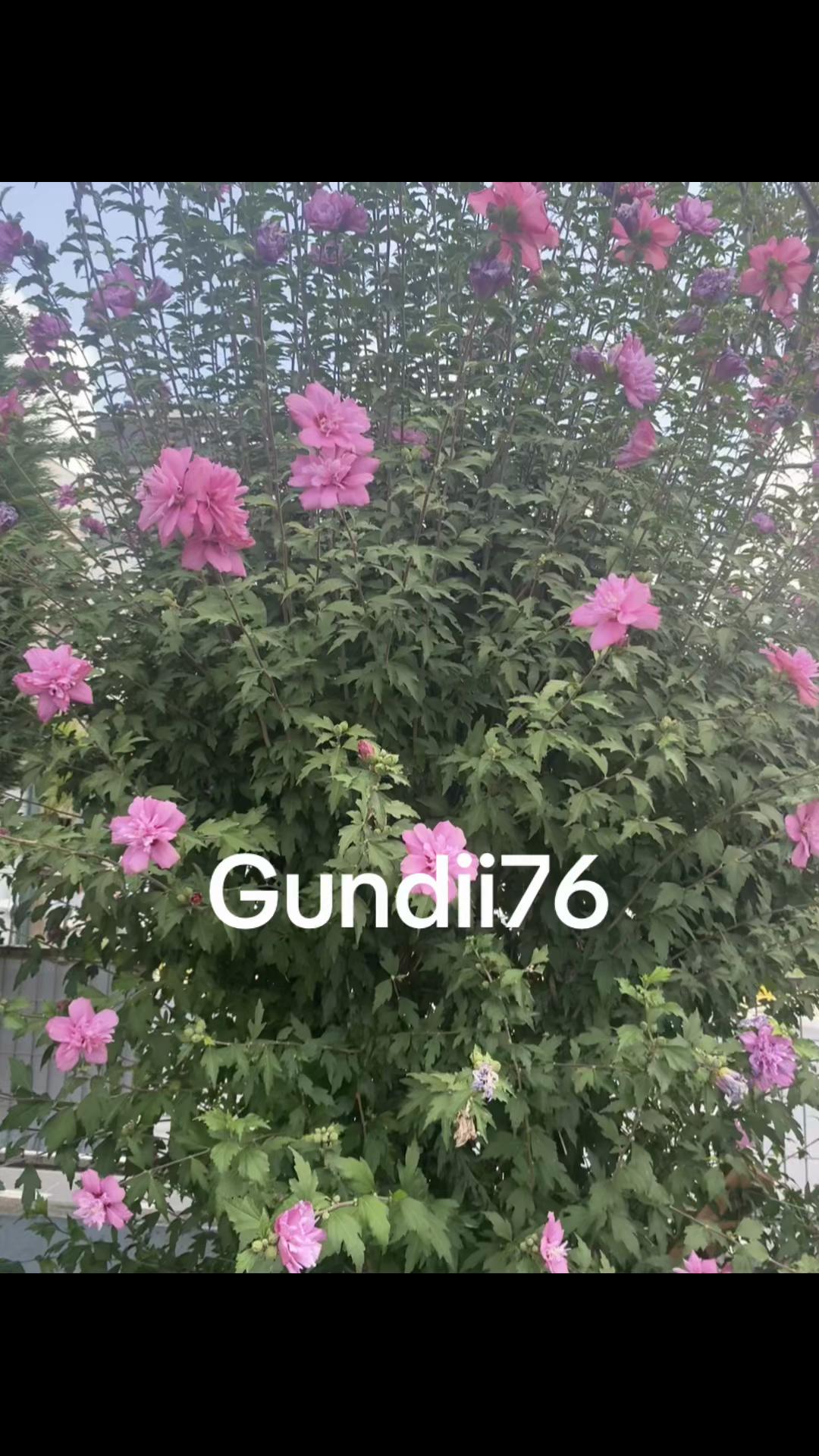 @✌️K&ecirc;&ccedil;&acirc; kurd'a✌️