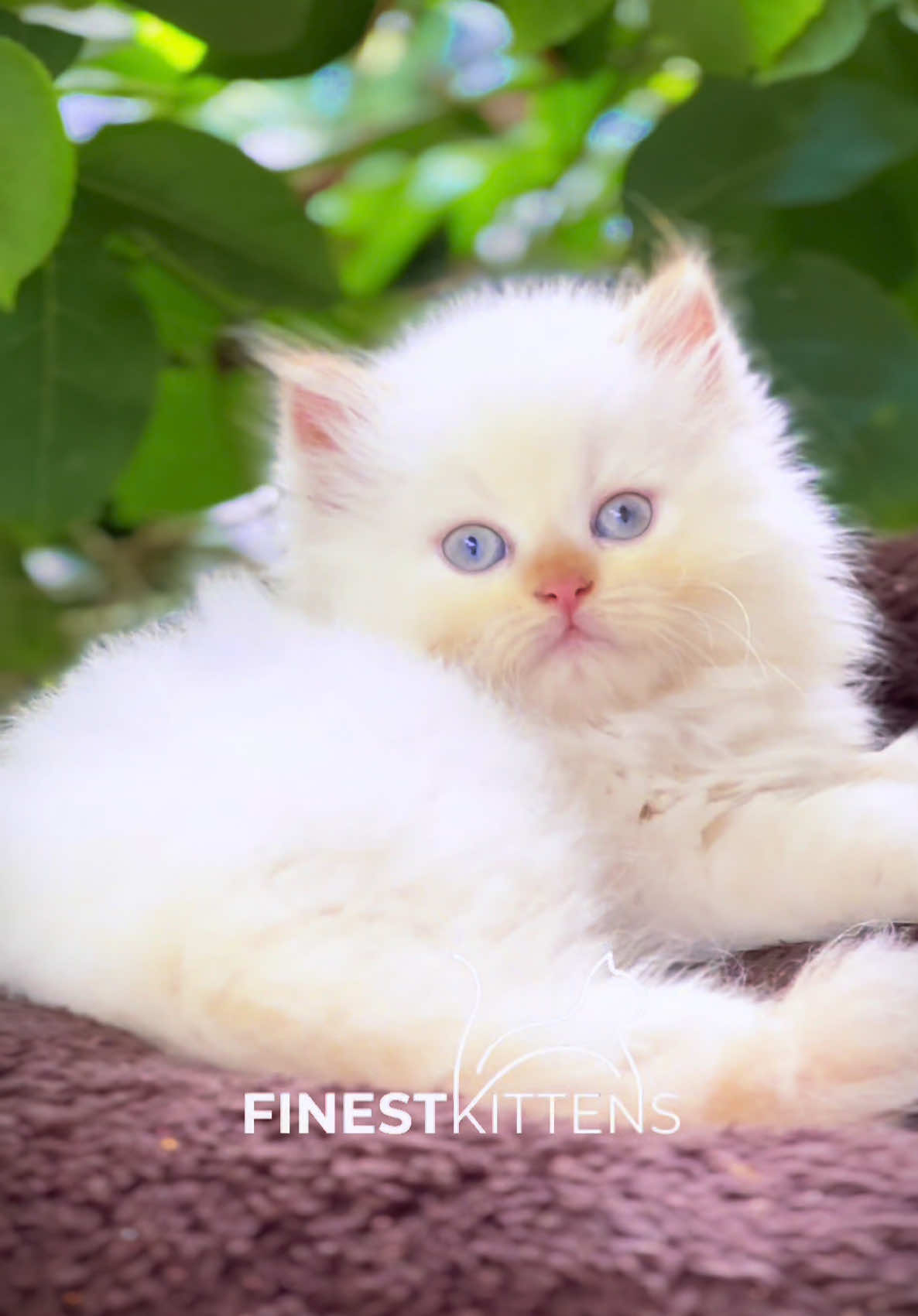 @FinestKittens