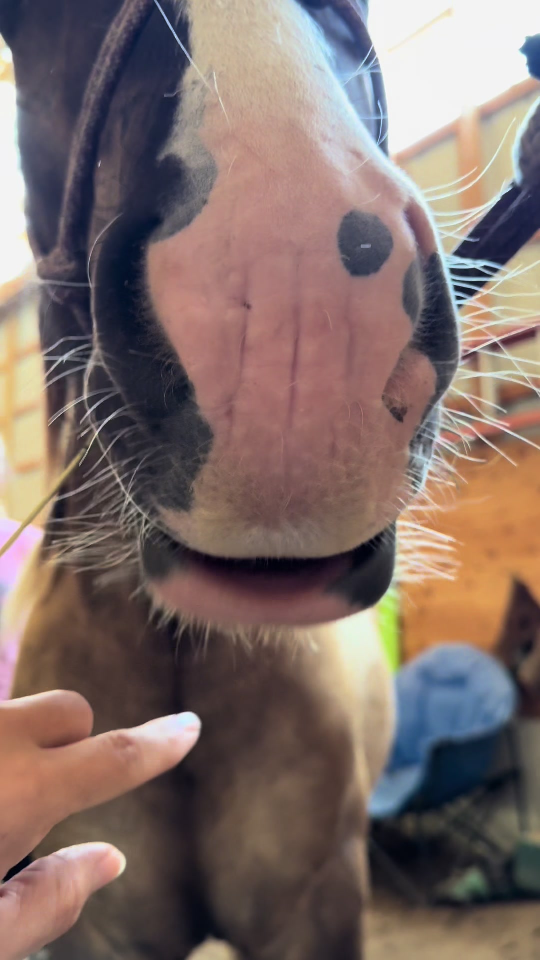 @horseadventurist