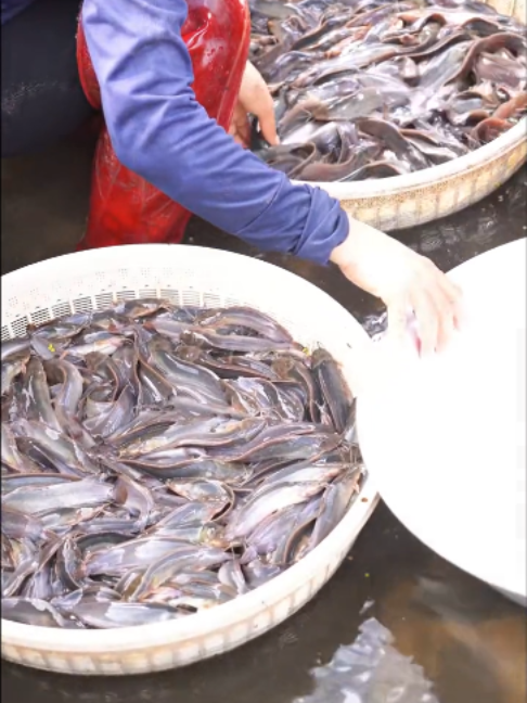 @Trại Cá Giống Quang Lâm