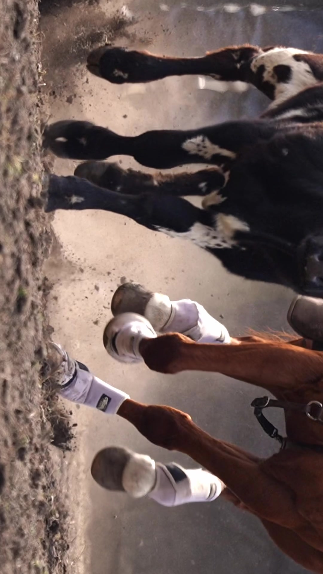 @Hanginghorses