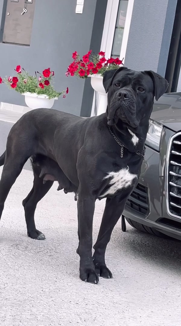 @CANE CORSO CLUB