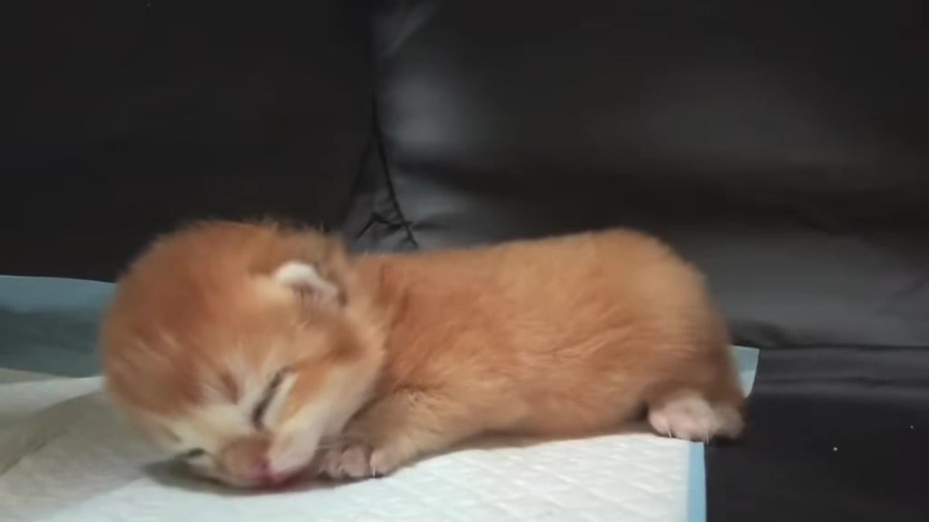 @catbosssss