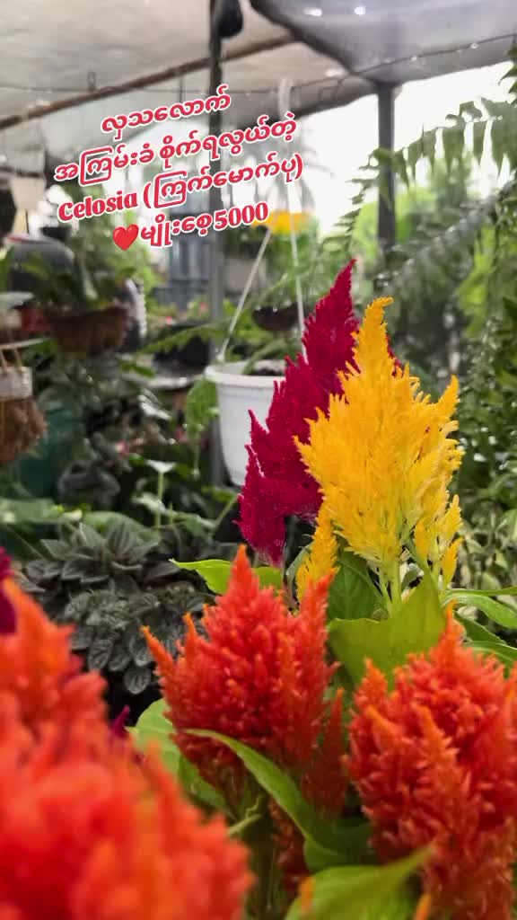 @Floral Village