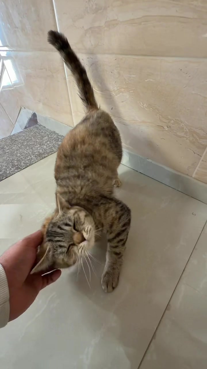@الچدع | Algada3