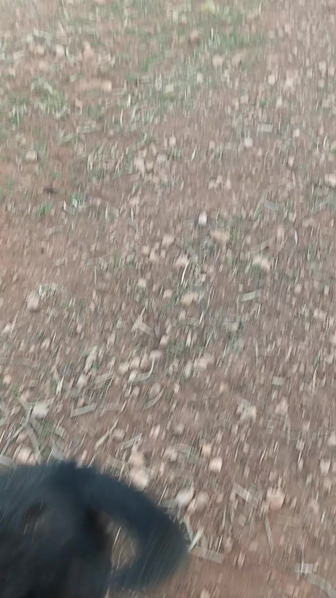 @الزعيم