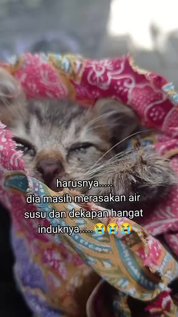 @apfia mei