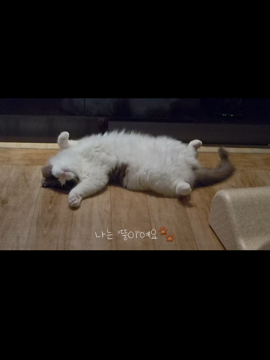 @ddoong2(๋ฑ์ด)