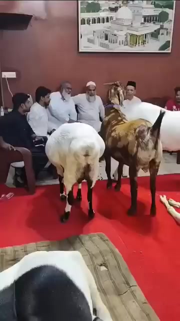 @MOHAMMED AYUB 4000