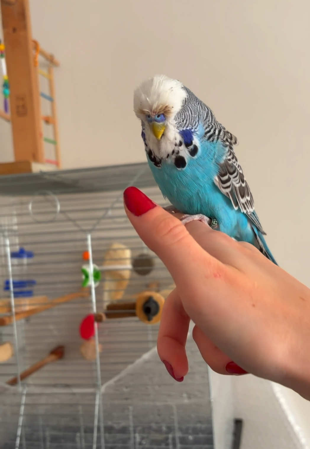 @bbb.budgie