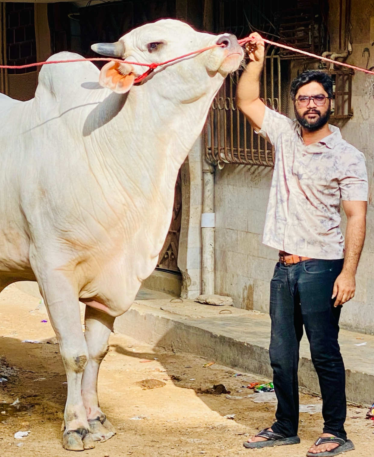 @Karachi Bull lovers