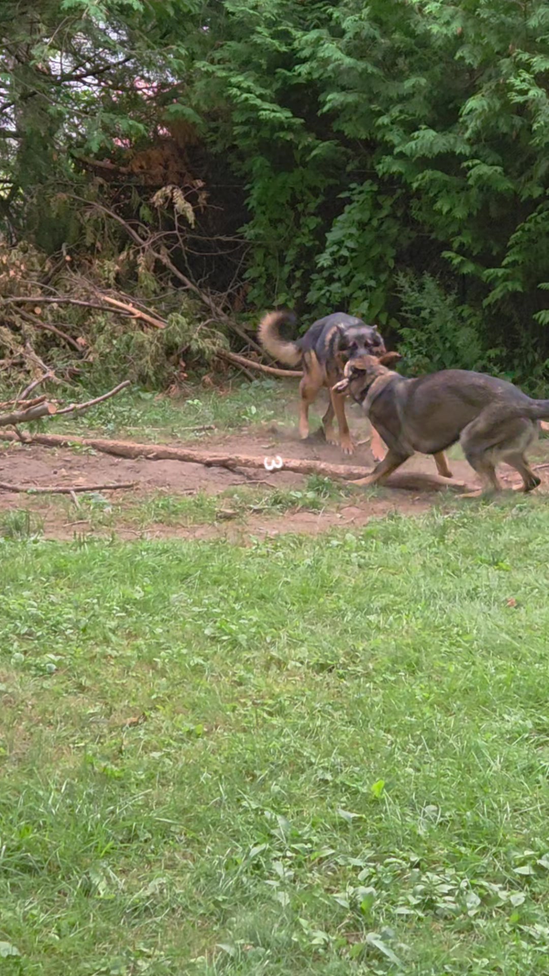 @K9 REECON & K9 GRITT