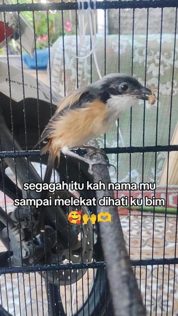 @maskembar12