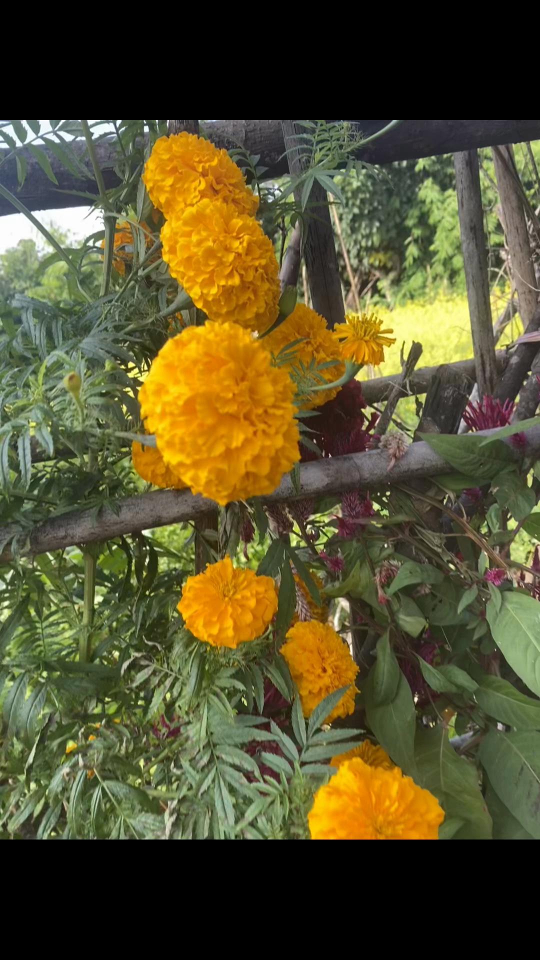@थानेश्वर ज्ञवाली