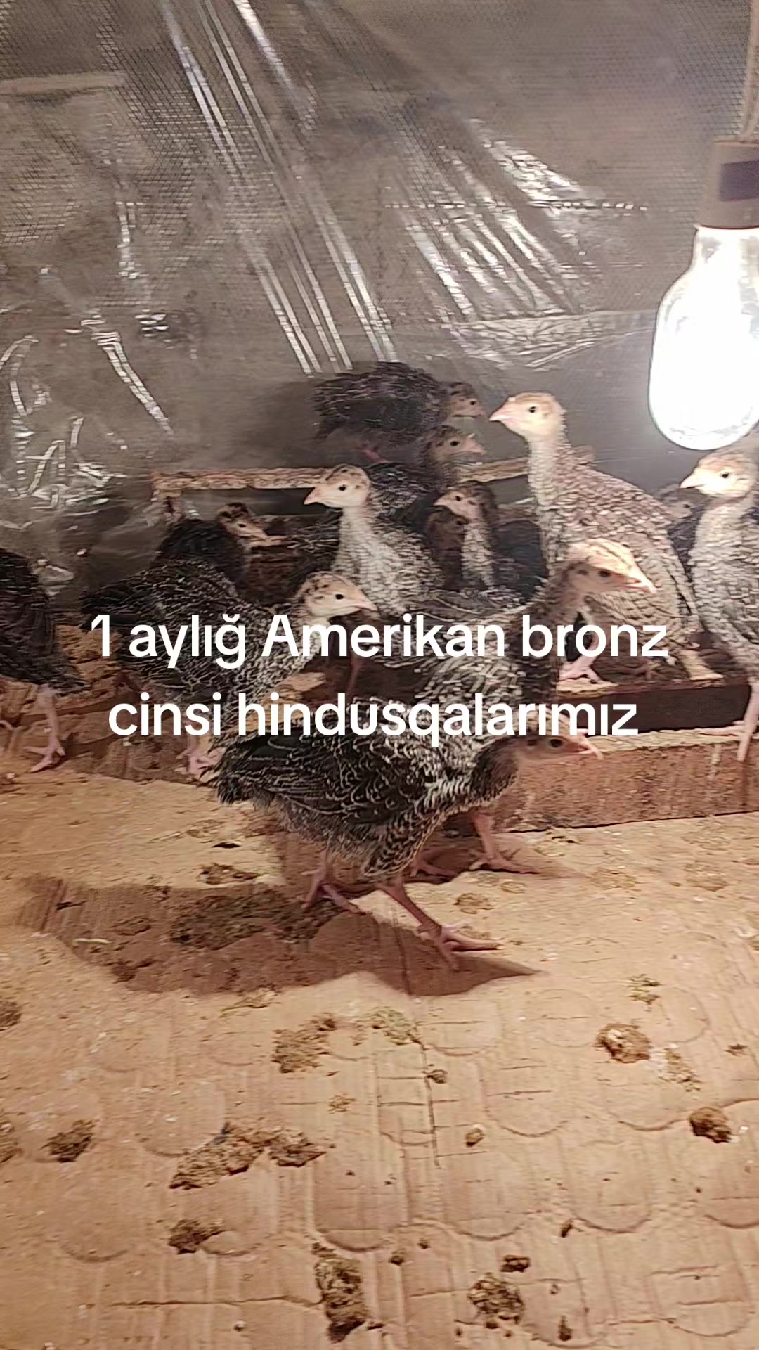 @MAŞTAĞA_QUŞCULUĞ