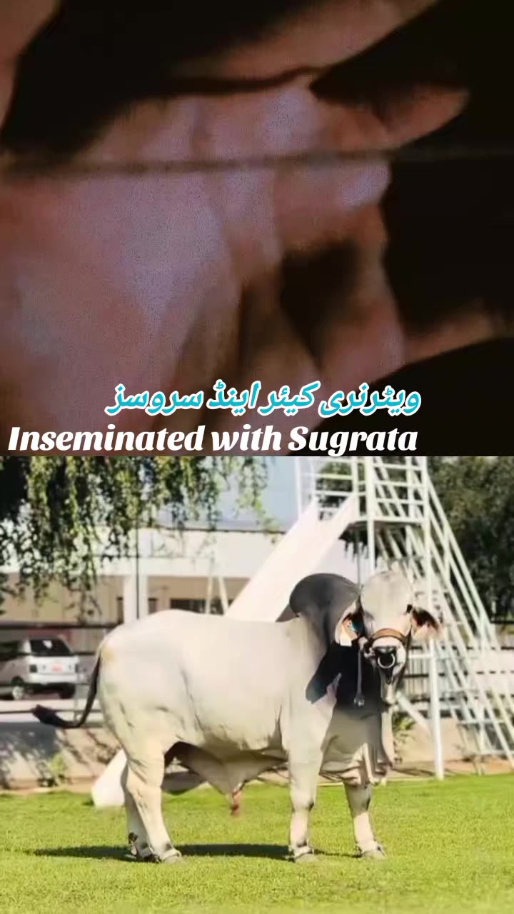 @ویٹرنری کیئر اینڈ سروسز