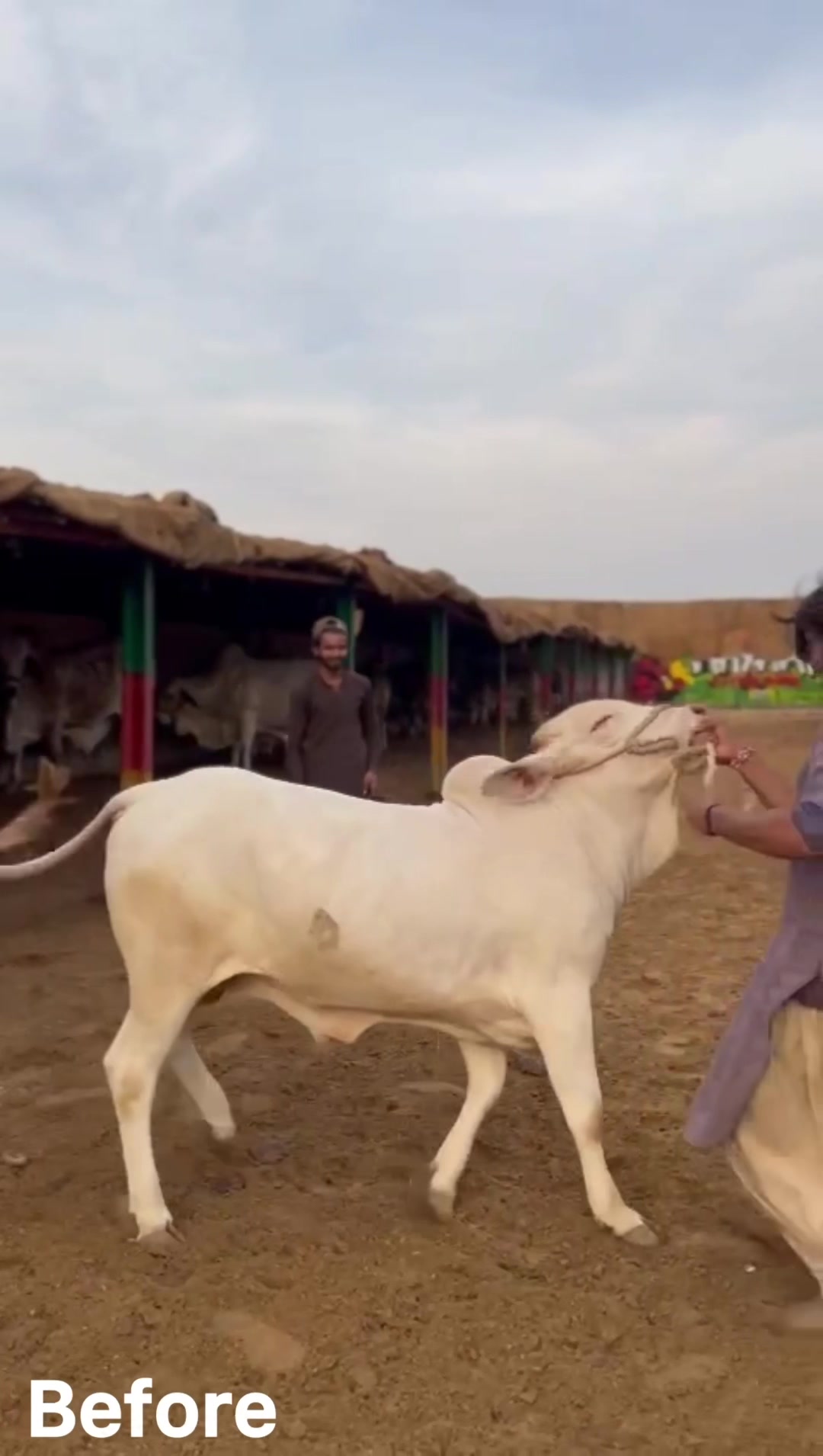 @Ahyaan cattle farm