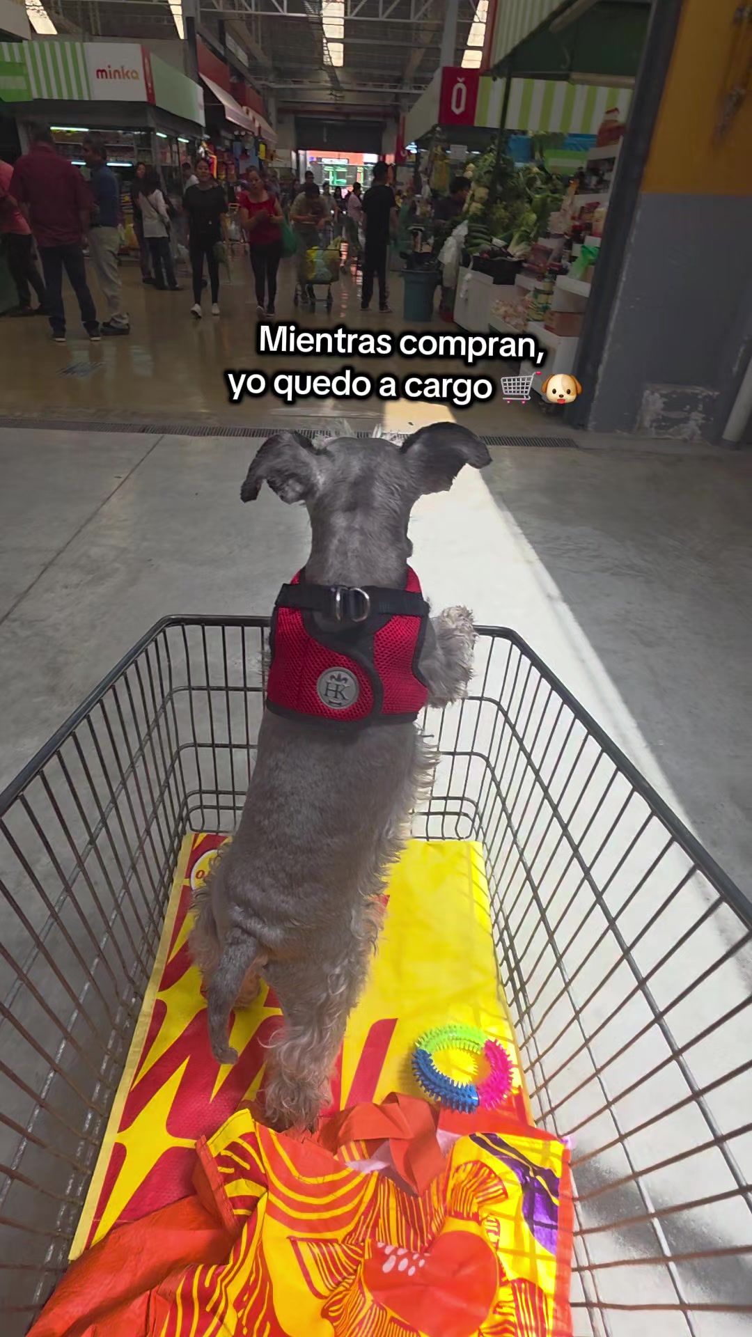 @Forest🐶.schnauzer