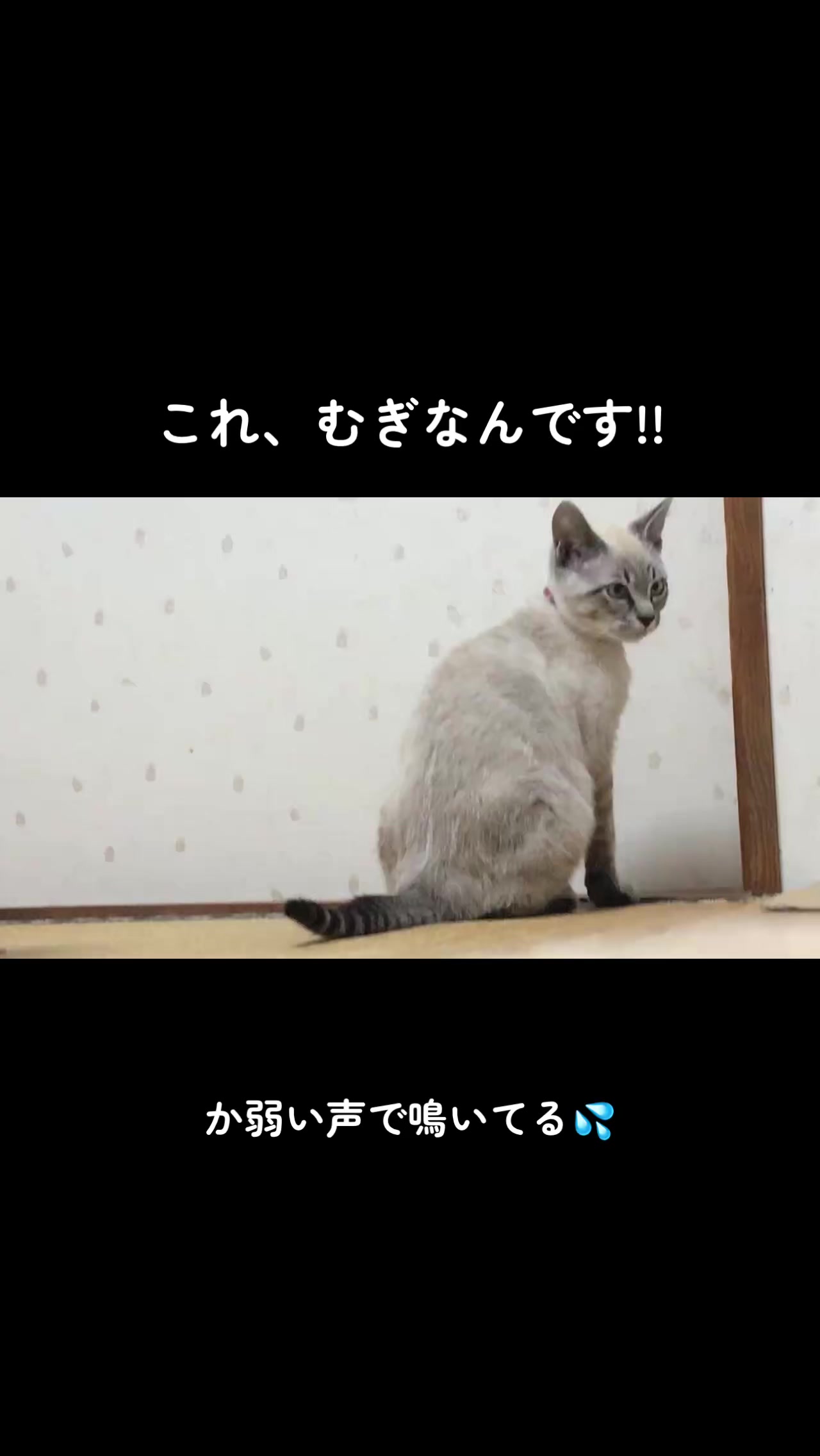 @ゆきりん