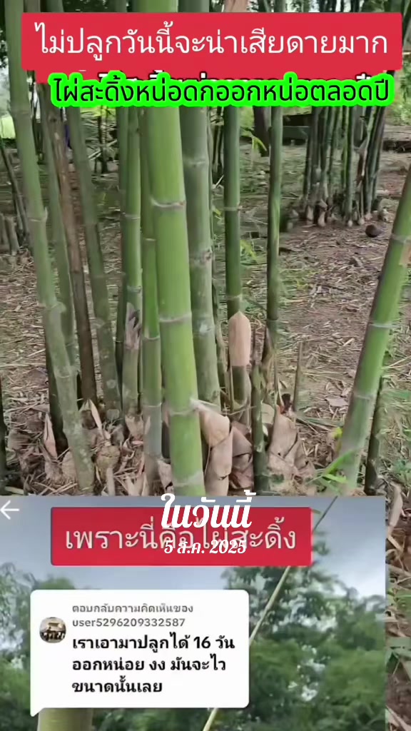 @นัดดาชอป