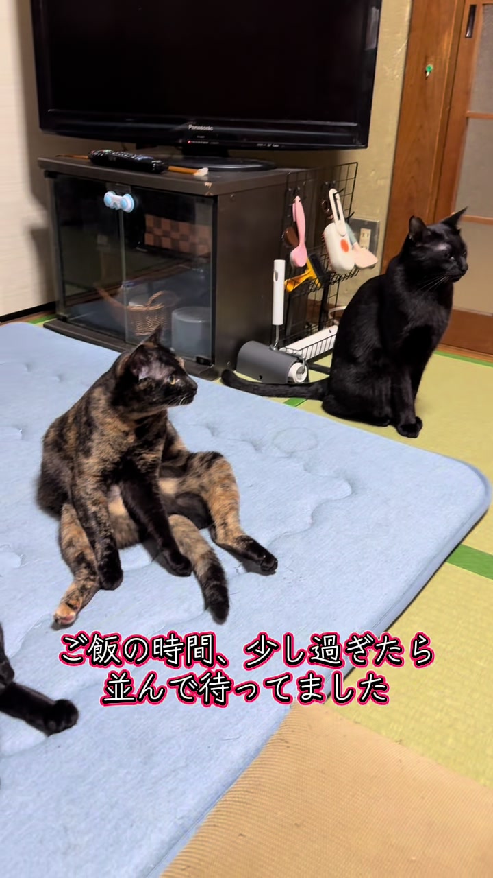 @黒猫兄弟ココピー&カリン