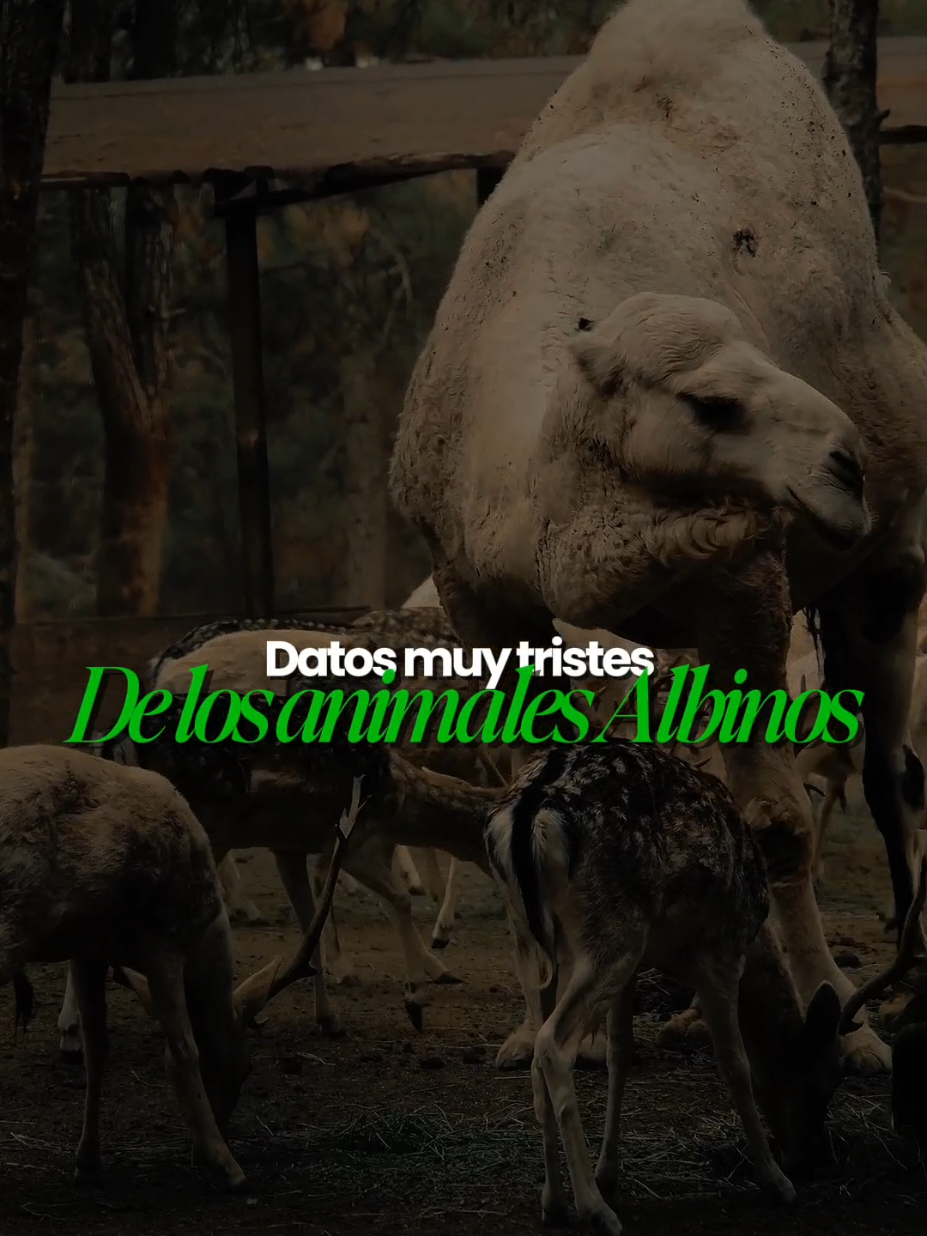 @ALBY
