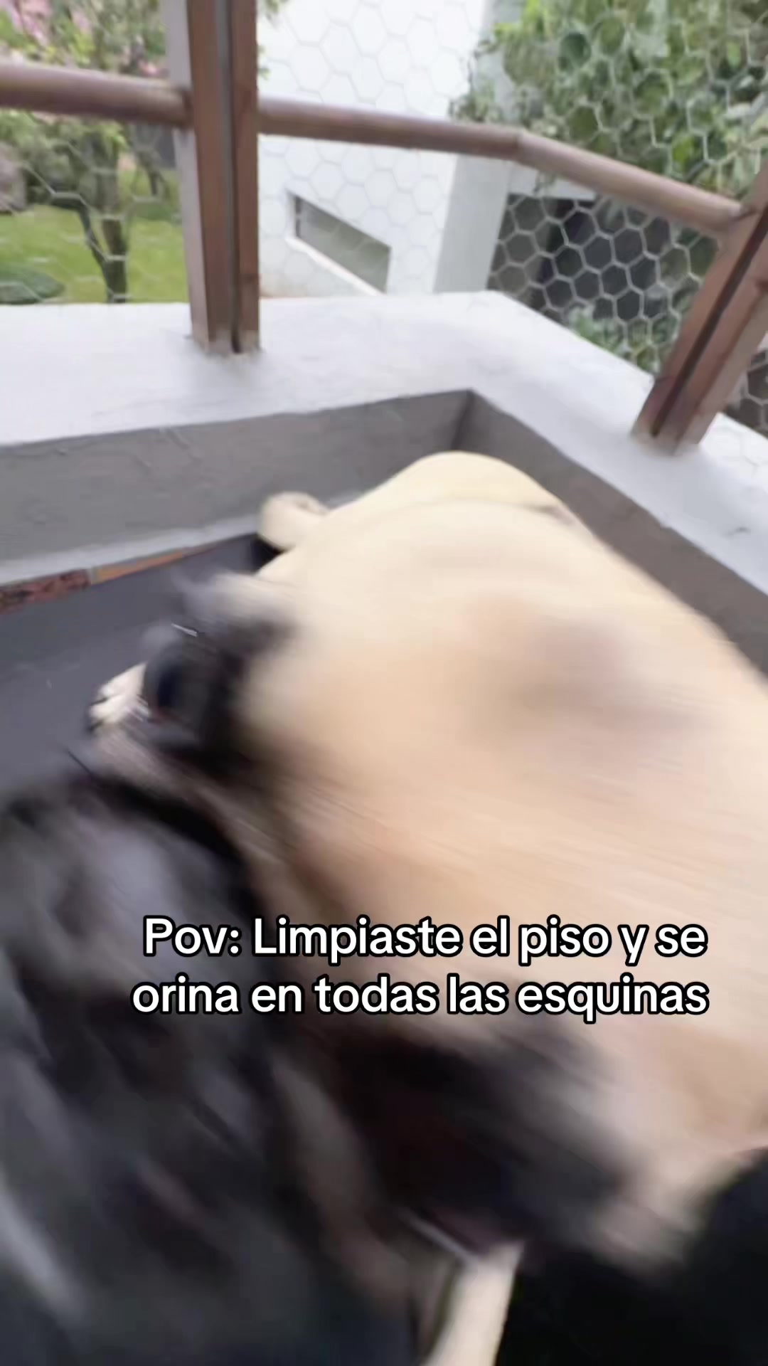 @Alexa&elcarnalchiss