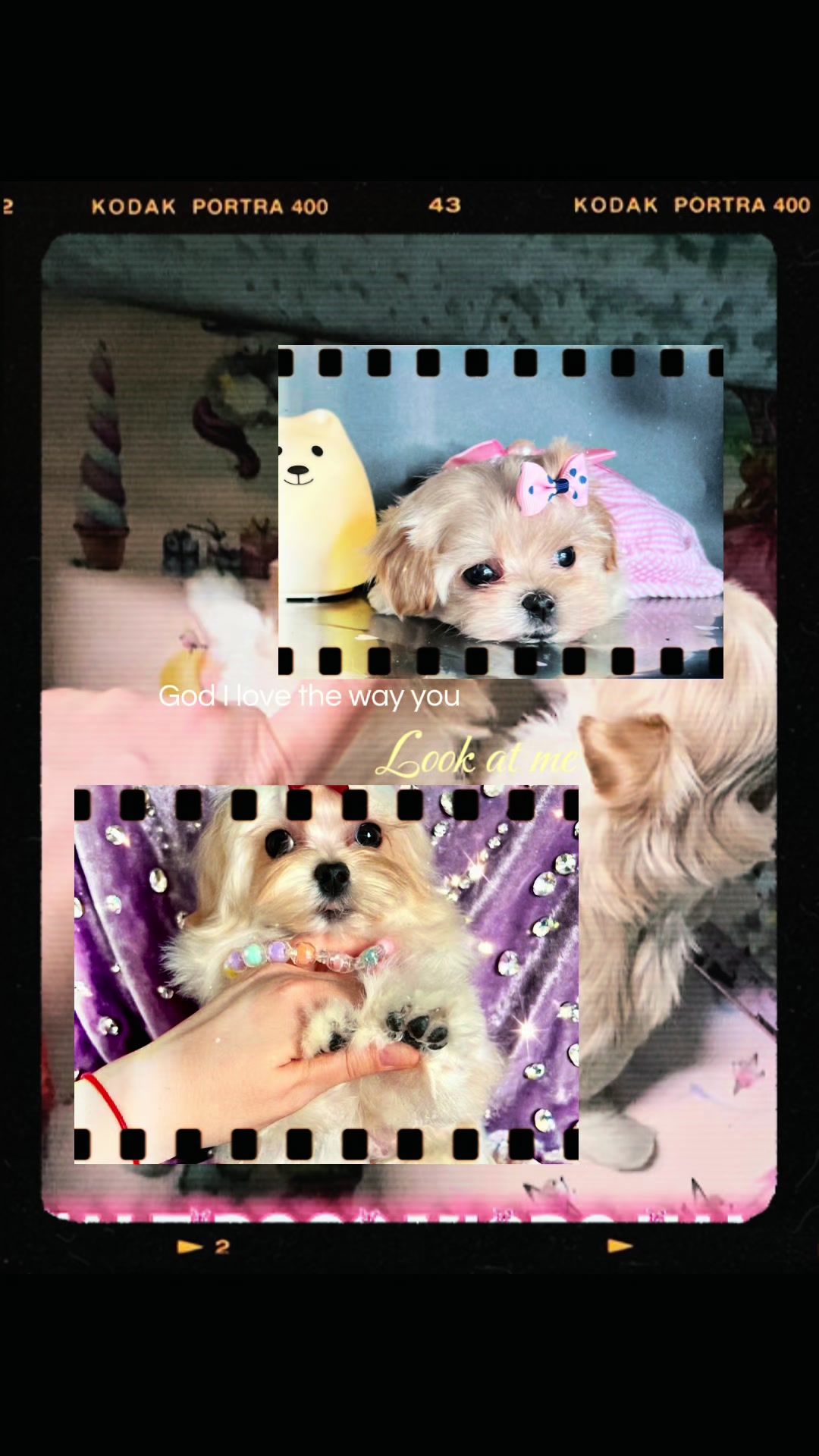 @Yorkie Maltipoo ShihTzu Teddy