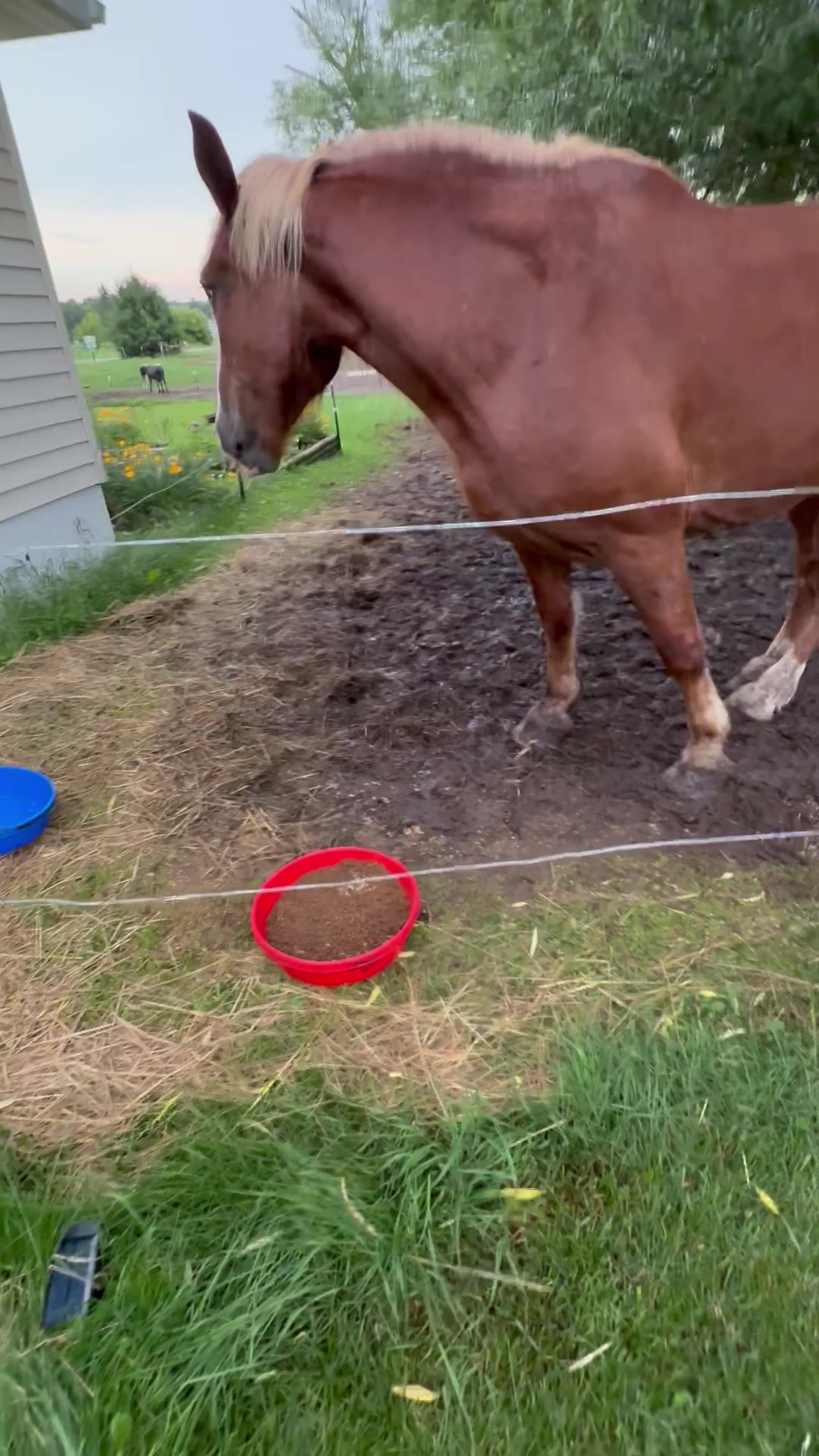 @Safe Place Pastures, Inc.