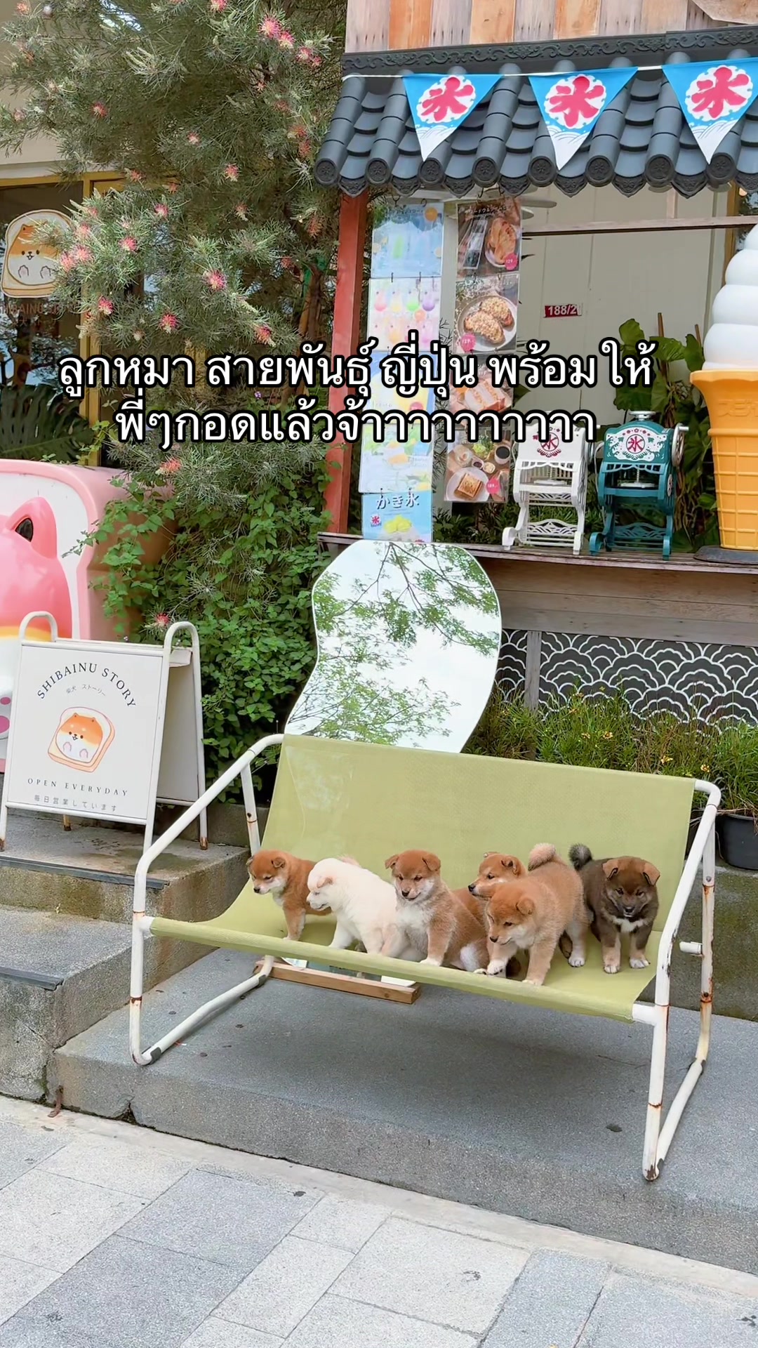 @Shibainu Story
