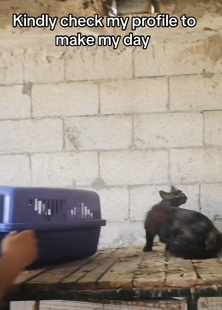 @Gaza Animal Rescue