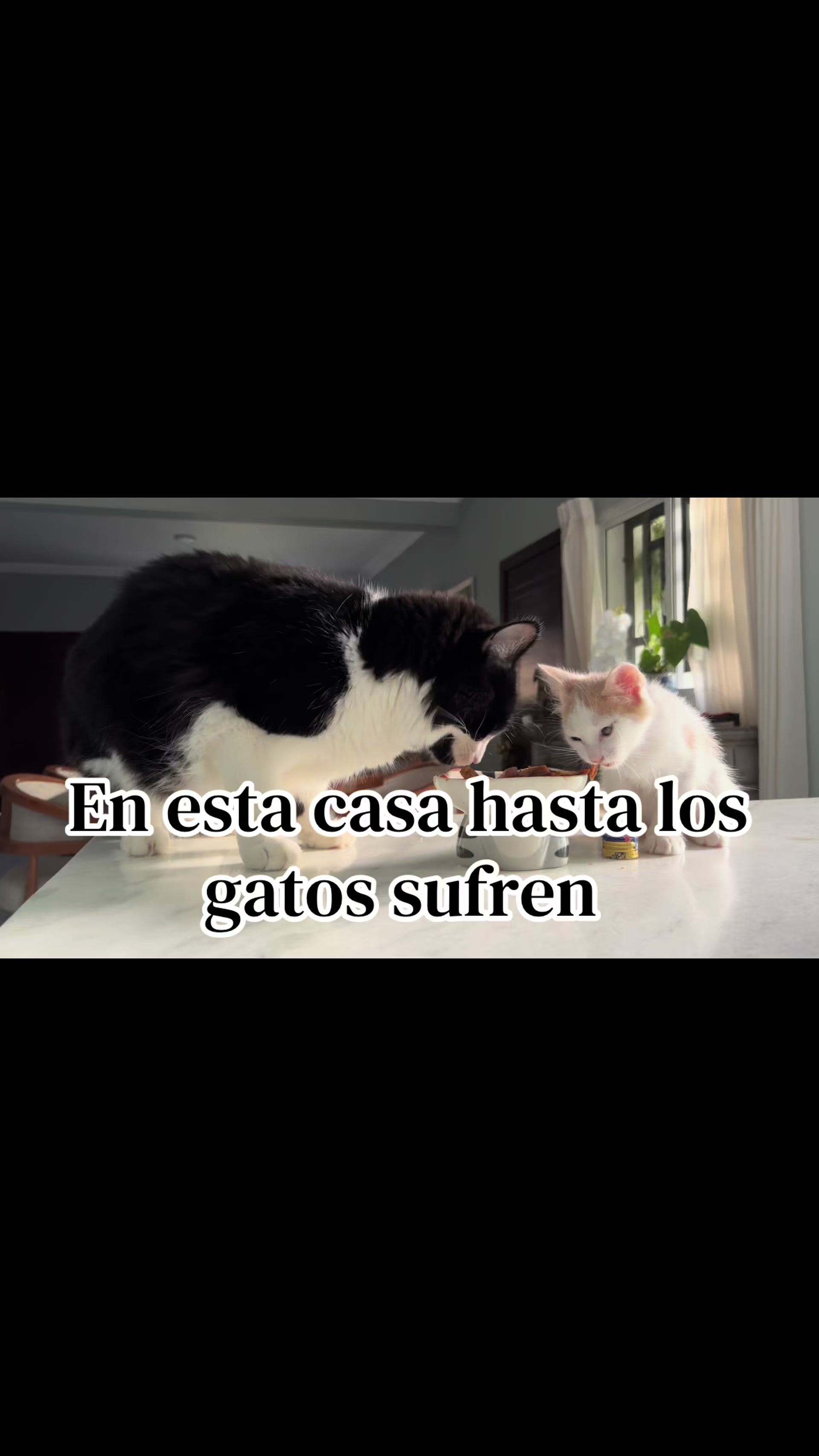 @Jorgito