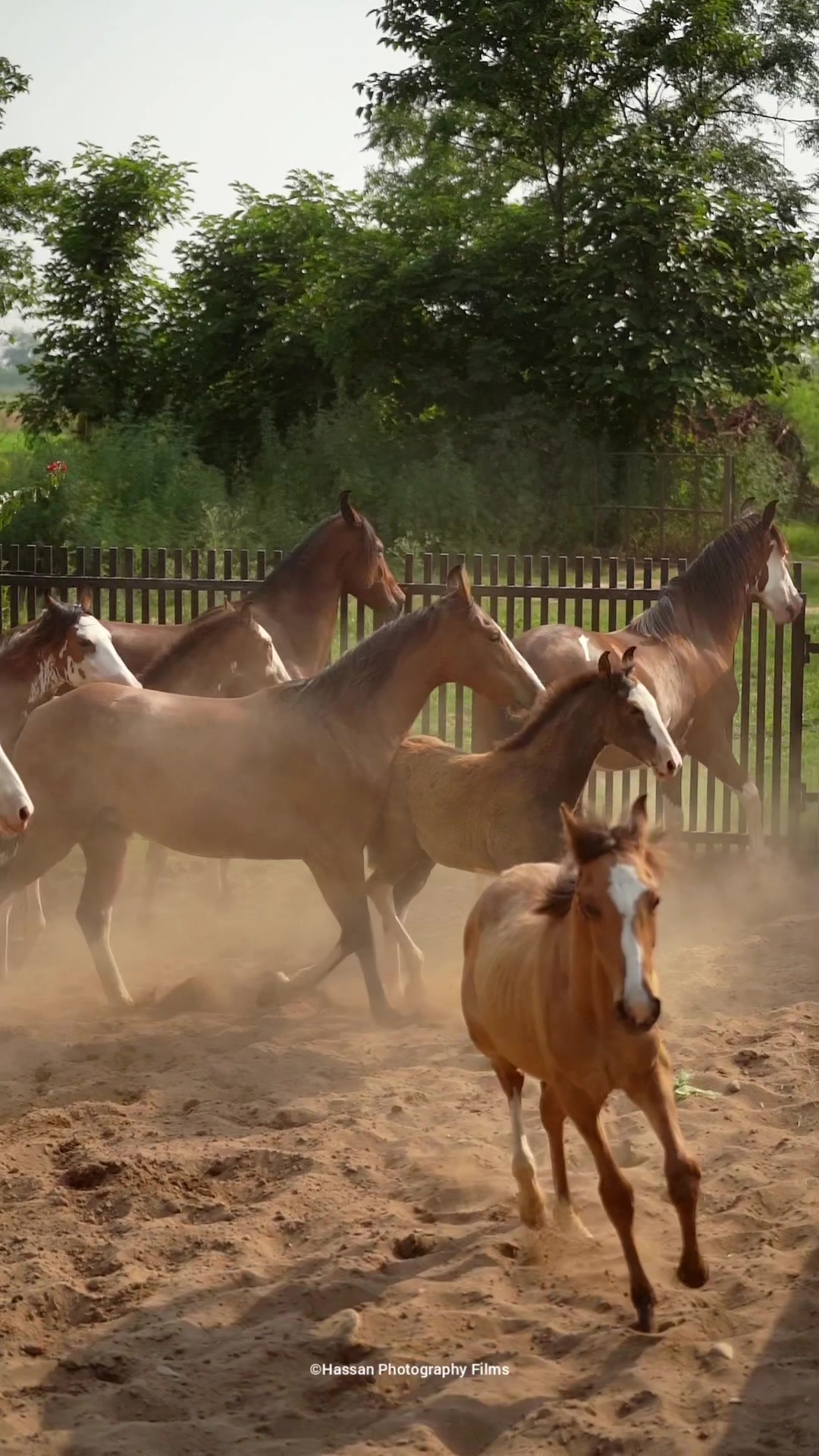 @SUNRISE STUD FARMS RAWALPINDI