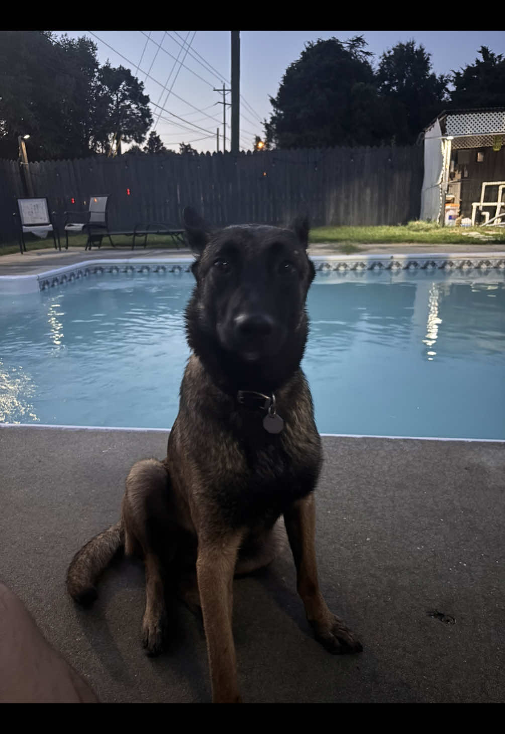 @Michigan_Malinois_1817