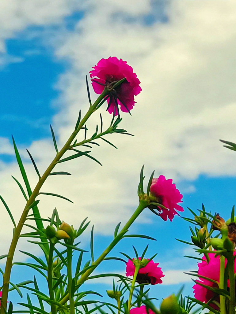 @🪺🦋বাংলার প্রকৃতি 🌾🌹