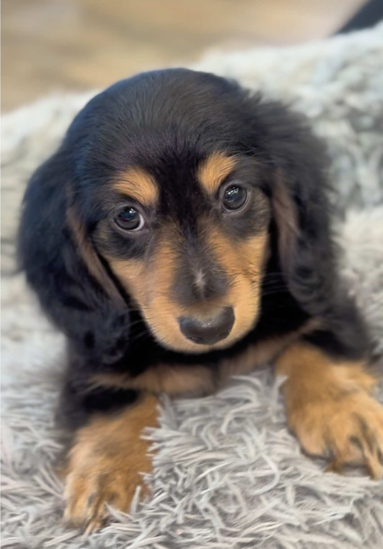 @Petland Oklahoma City