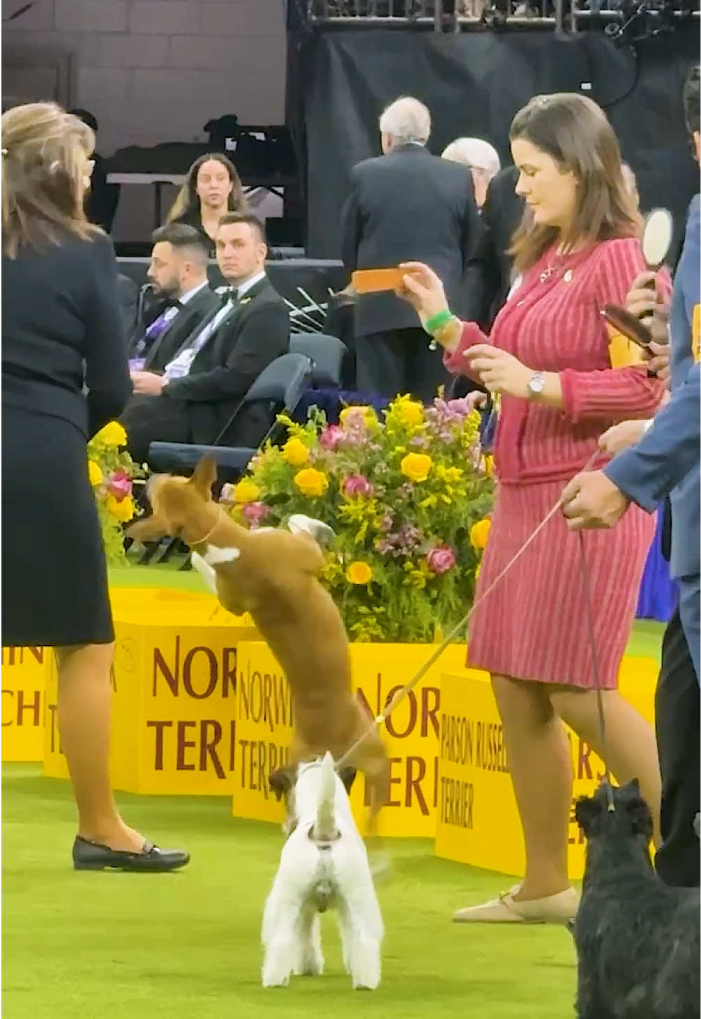 @Westminster Kennel Club