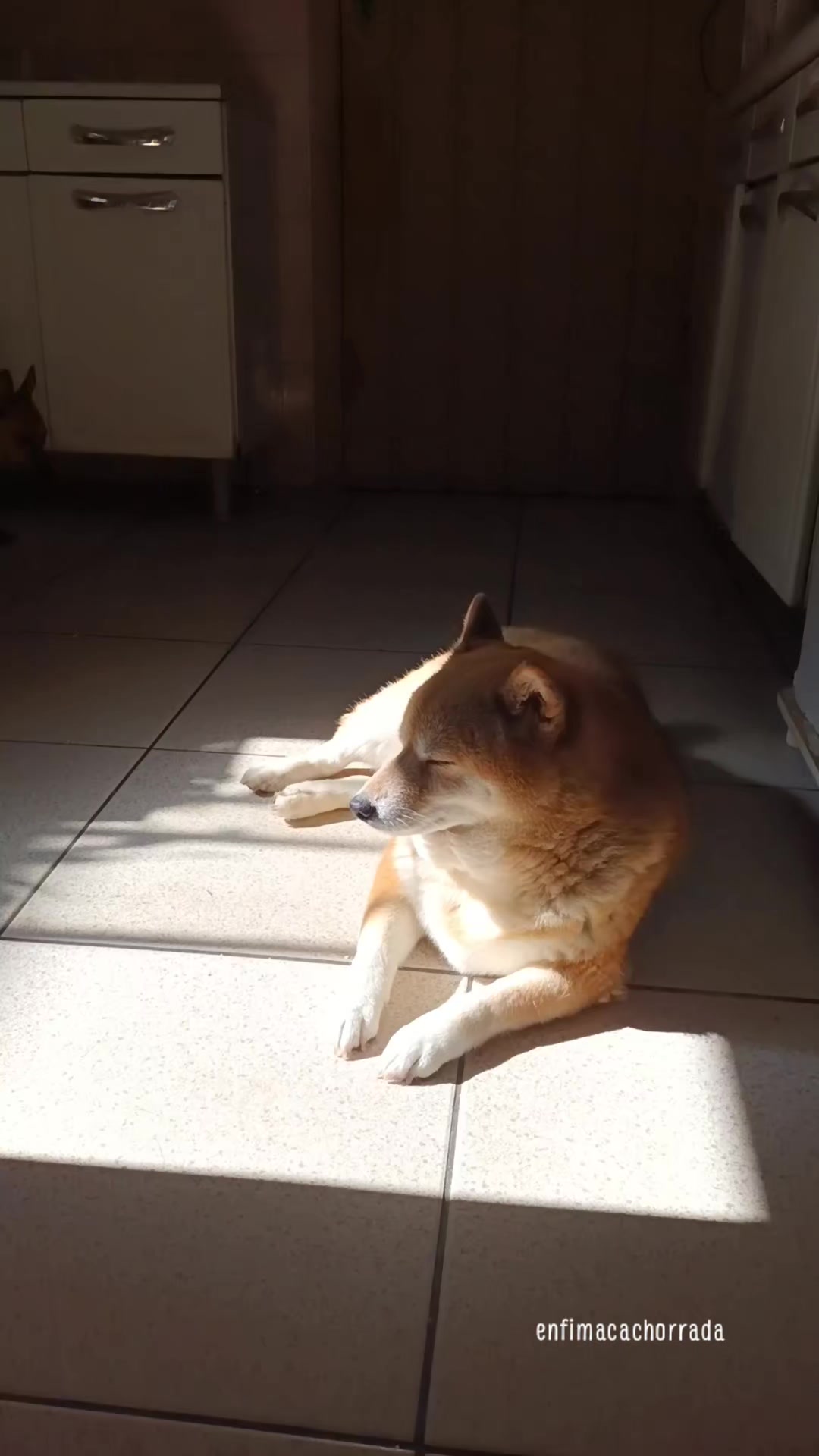 @Cosmos🐕 Maui🐶  Aurora🦊
