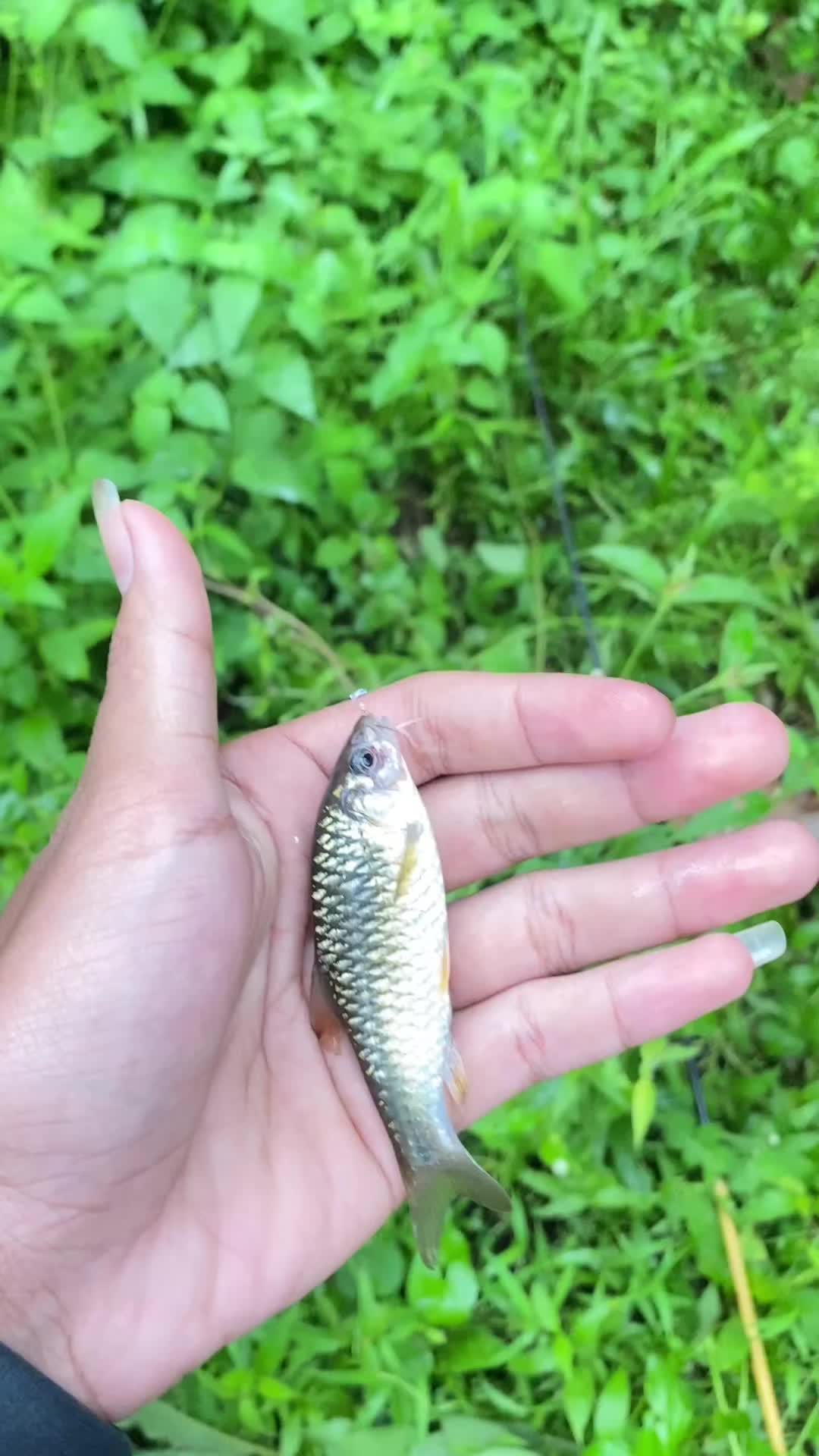 @ULTRA MICROFISHING