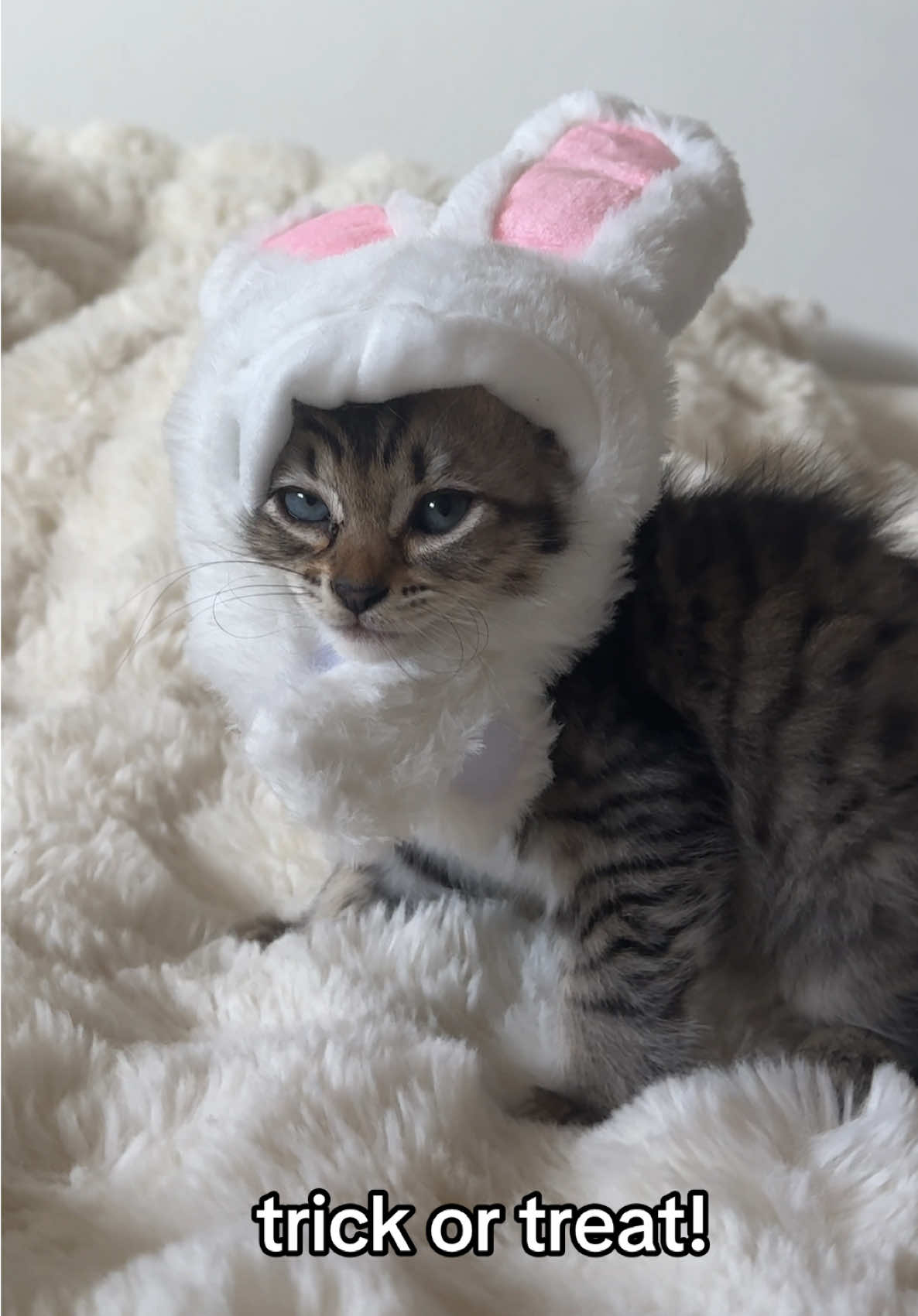 @Mia kittens