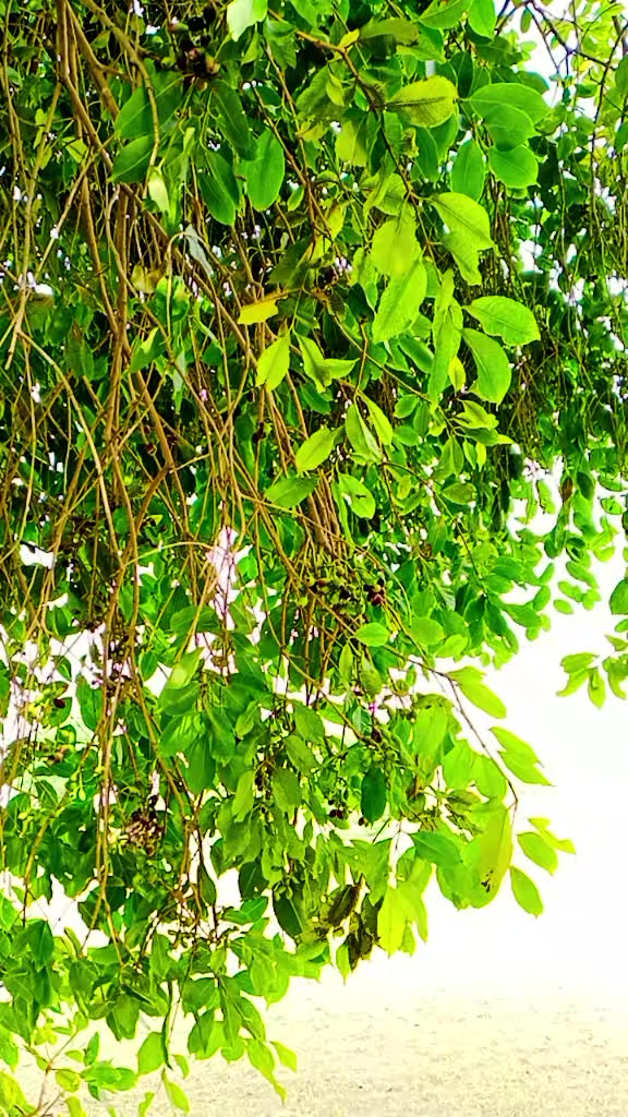 @عبدﷲ ٹھیکیدار